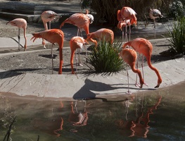 321-1586 San Diego Zoo - Caribbean Flamingos